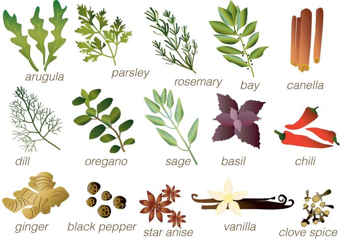 Vector Spices - Download Free Vector Art, Stock Graphics ... Vector Spices - Down