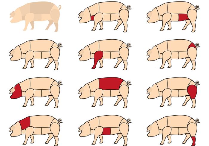 Hog Meat Cuts vector