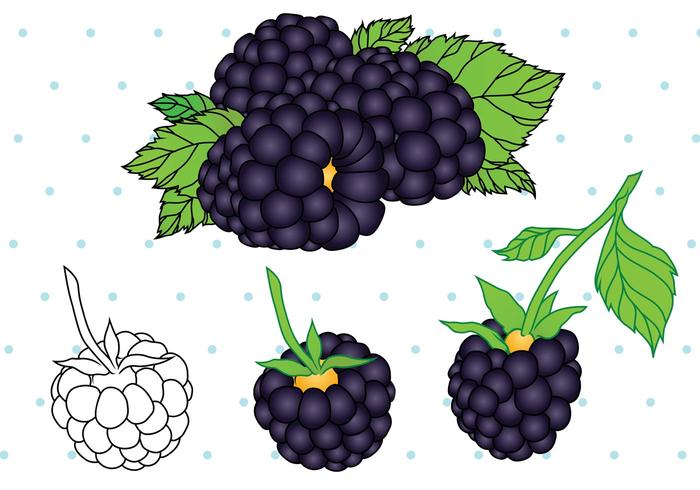 Black Berry Fruit Vector