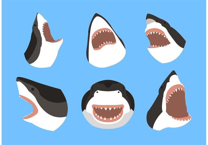 Great white shark vector