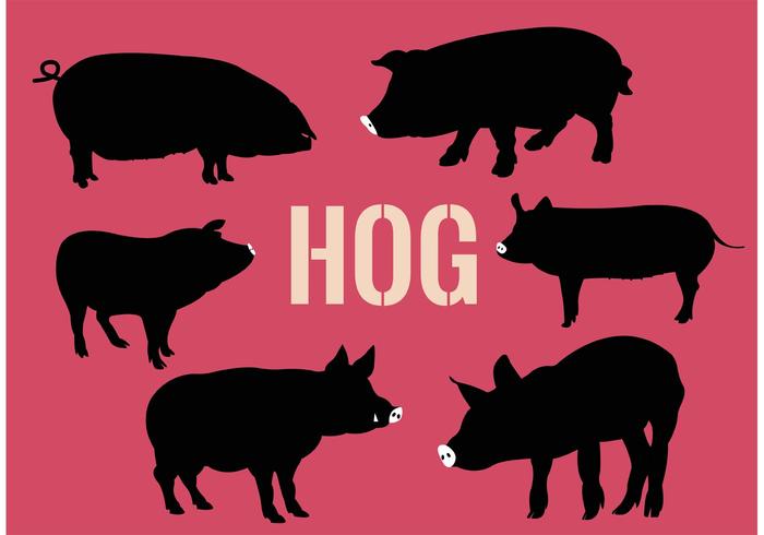 Collection of hogs vector