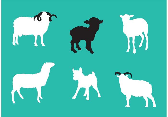 Sheep Isolated Vectors