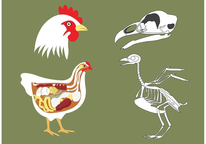 Vectores de huesos de pollo