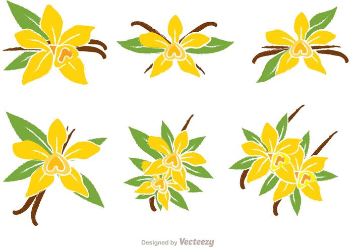 Vanilla Flower Vectors