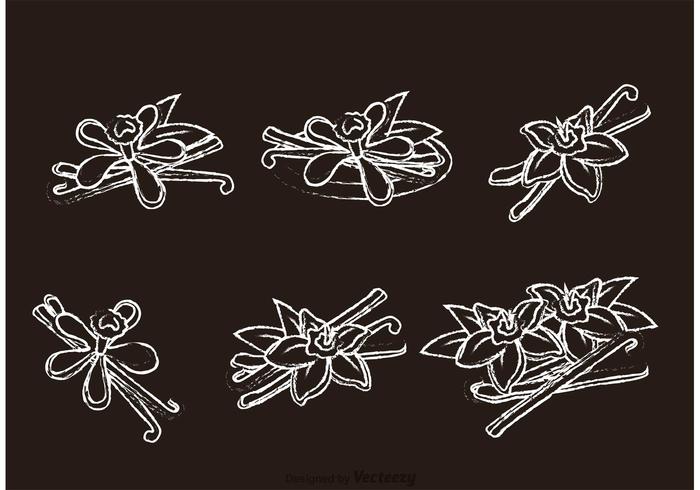 Chalk Drawn Vanilla Flower Vectors