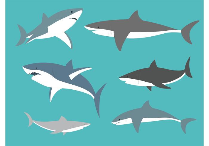 Vector Great White Sharks