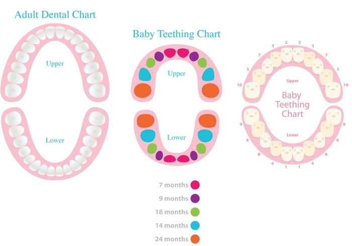 Where can you download dental tooth charts?