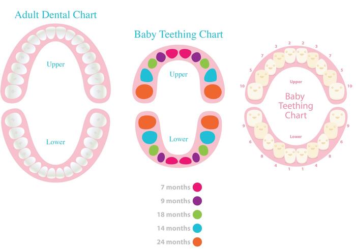 Dental Charting Colors And Symbols