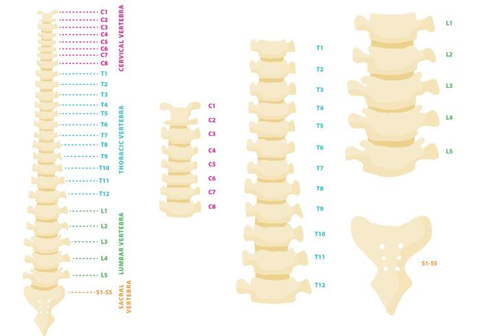 Vertebral Column Vector 