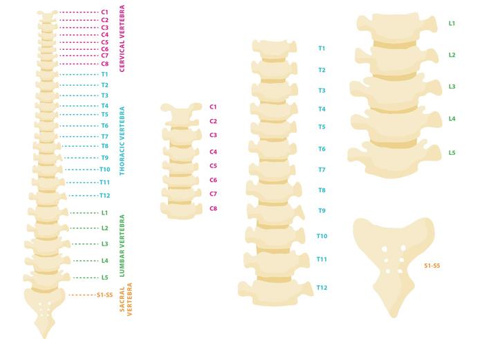 Vector de la columna vertebral