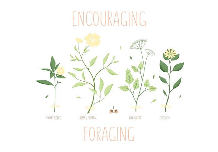 Foraging Spring Herb Vectors 