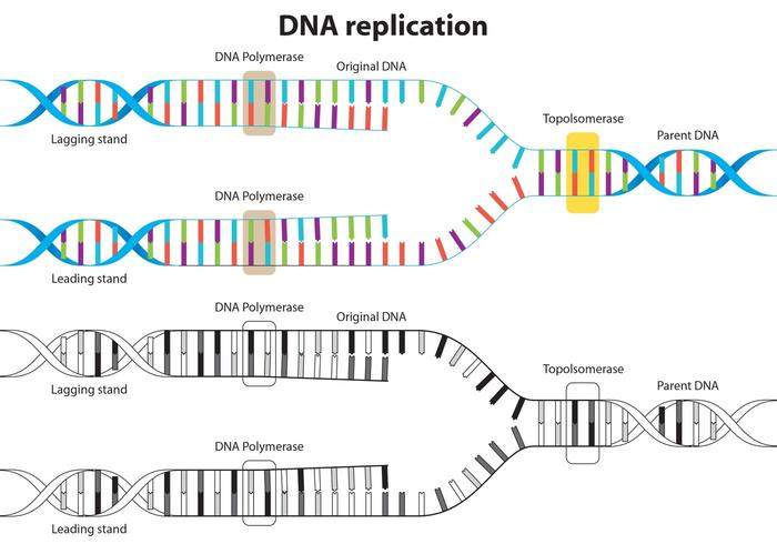 DNA Replikation Vektor Diagramm - Download Kostenlos ...