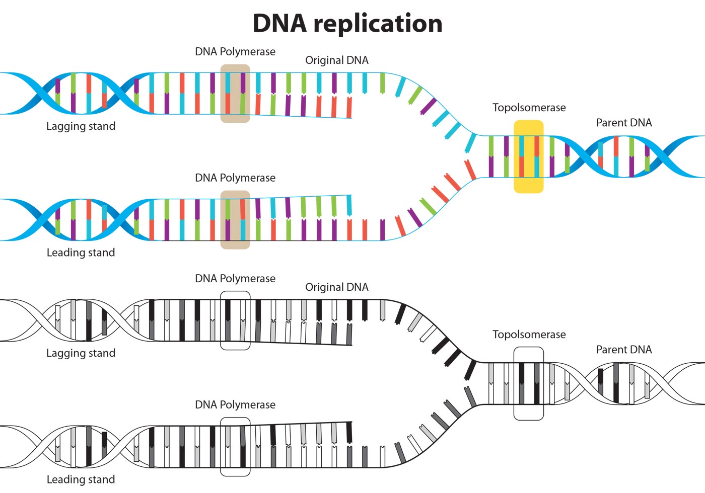 Dna Replication Vector Diagram