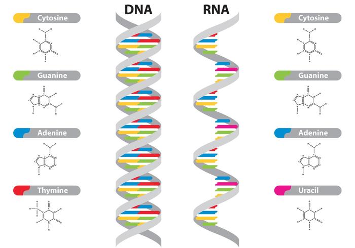 Vectores de ADN y ARN