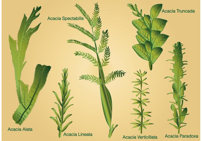 Type of Acacia Leaf Vectors