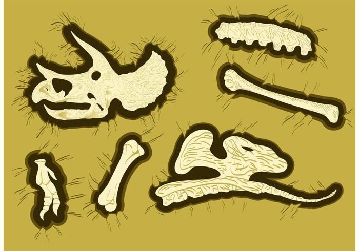 Dinosaur Bones Vectors Dinosaur Bones Vectors