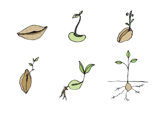 Free Seed Vector Series