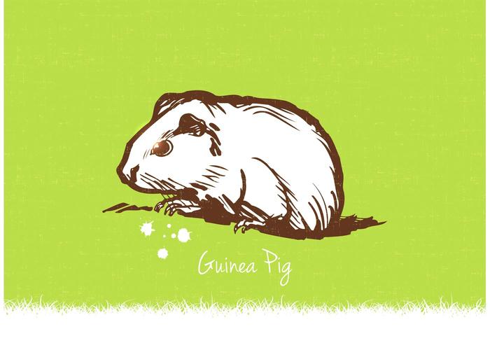 Guinea Pig ilustración vectorial gratis vector