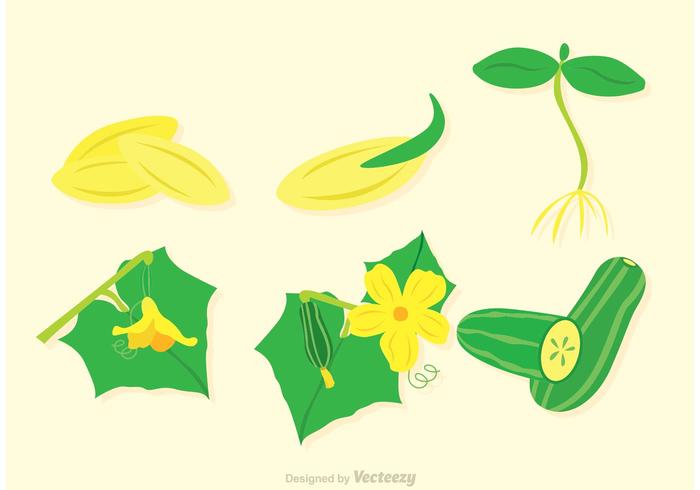 Cucumber Plant Vectors