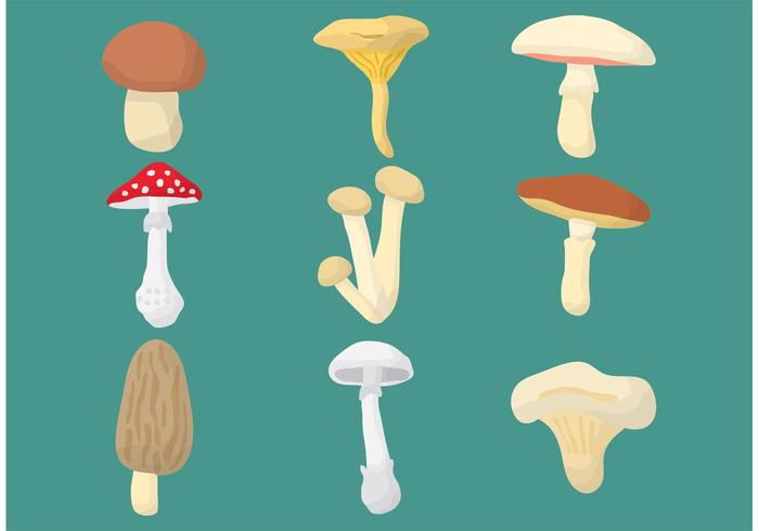Mushroom Vectors Mushroom Vectors