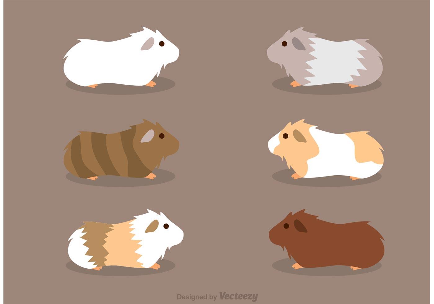 Guinea Pigs Vectors 90864 Vector Art at Vecteezy