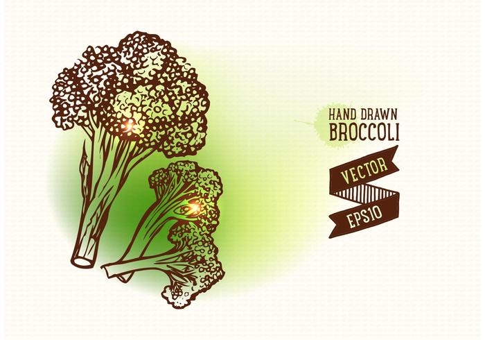 Free Hand Drawn Broccoli Vector Illustration