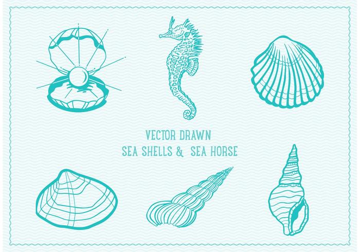 vector sea shells shell drawn drawing vectors seashell background sketch illustration beach graphic colorful pearl graphics sealife horse pattern water