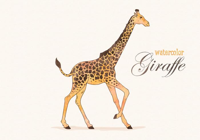 Free Vector Watercolor Giraffe Illustration Free Vector Watercolor Giraffe Illustration
