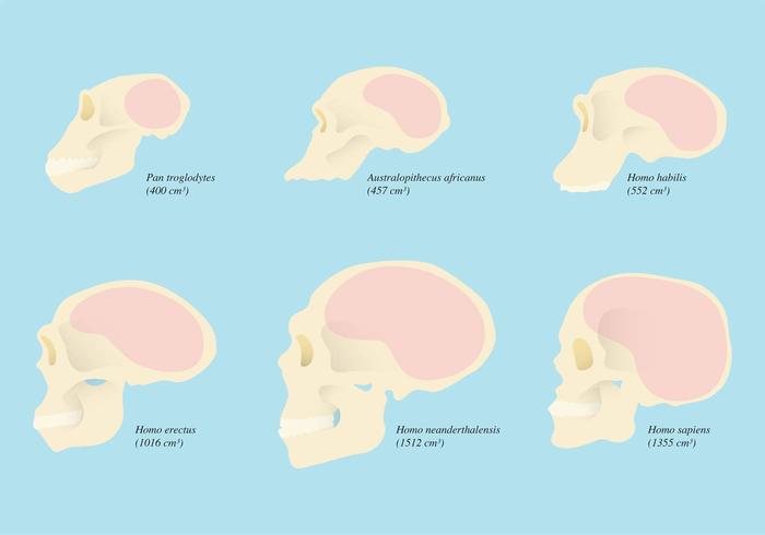 Evolution Of Human Skull vector