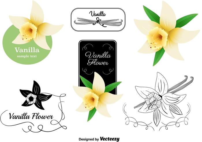 Vanilla Flower Vectors Set