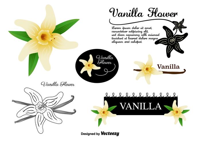 Vanilla Flower Vectors Set