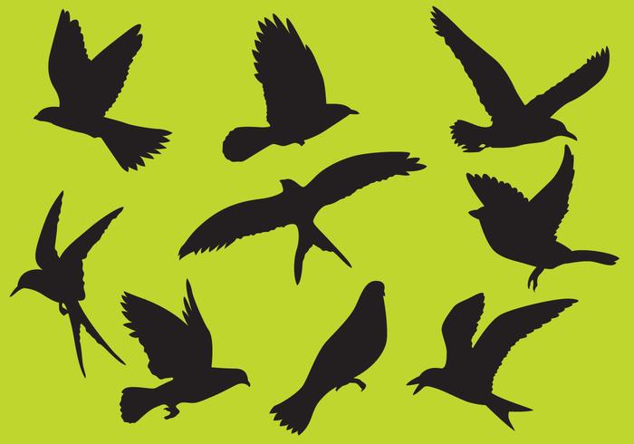 Bird Vectors