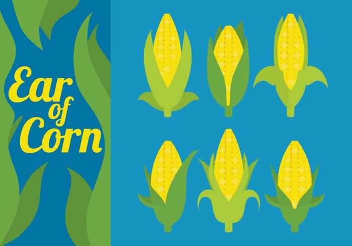 Ear of Corn Vectors Ear of Corn Vectors