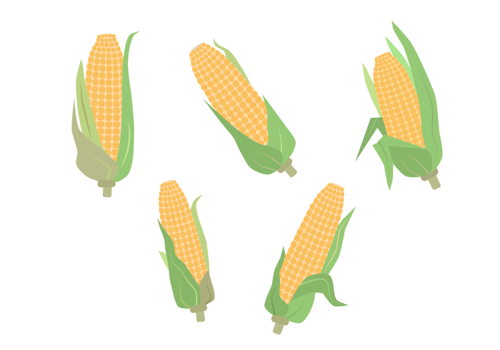 Vector libre de espiga de maíz