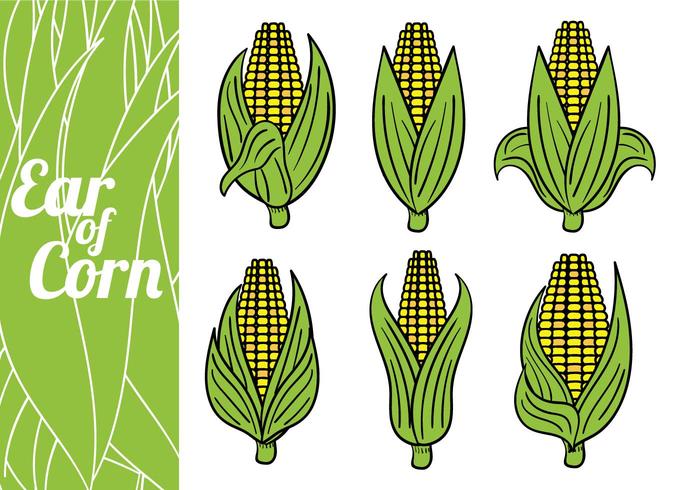 Ear of Corn Vectors