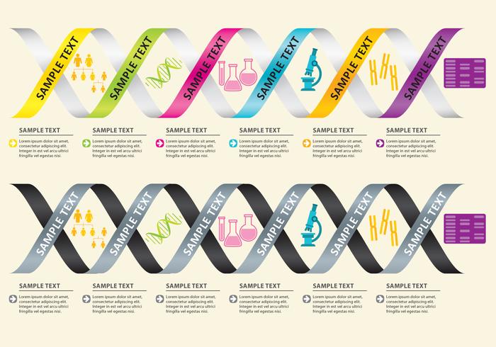 Vectores Infográficos de ADN