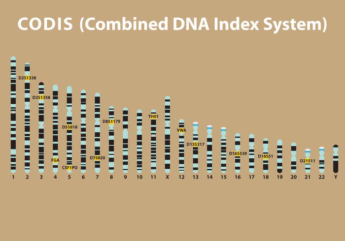 DNA Codis Vector