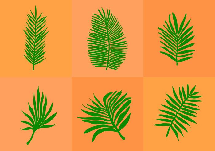 Palm Leaf Isolated Palm Leaf Isolated