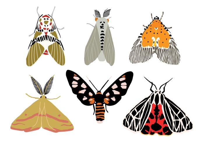 Moth Vectors Moth Vectors