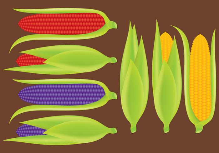 Ears of Corn Vectors