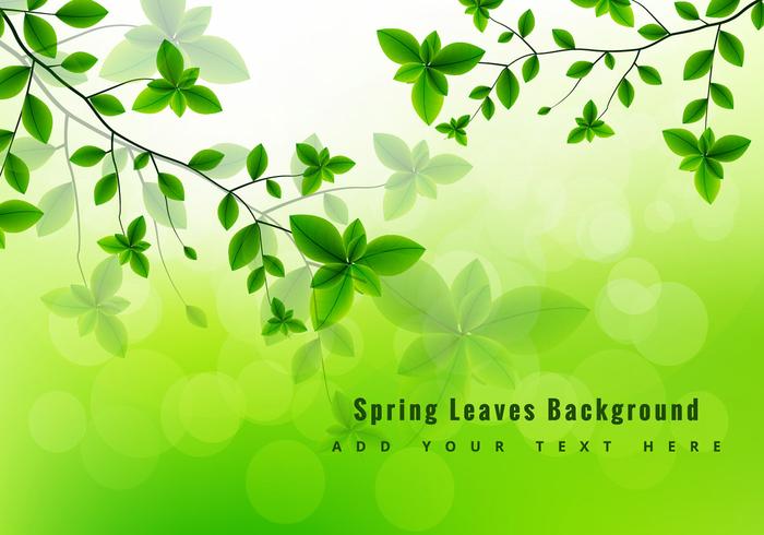 Green spring leaves  vector