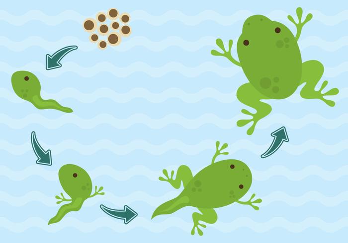 Vector Life Cycle Of Frogs