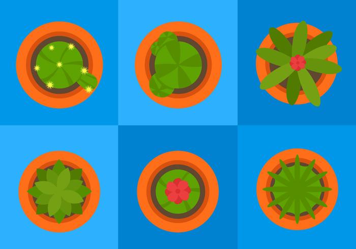 Plant Top View Plant Top View