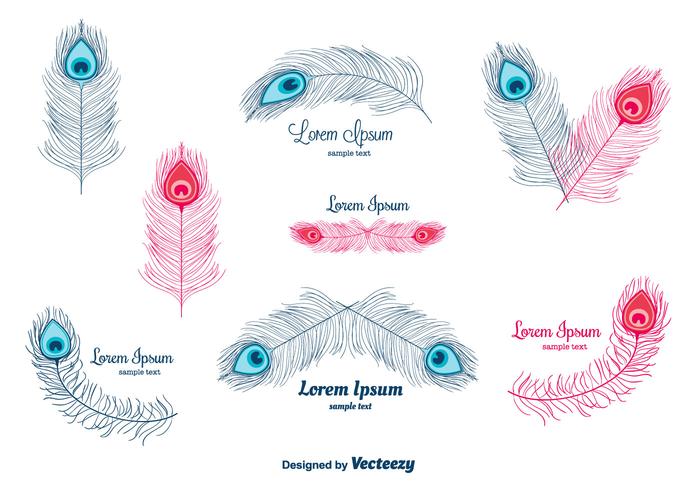 Peacock Feather Vector