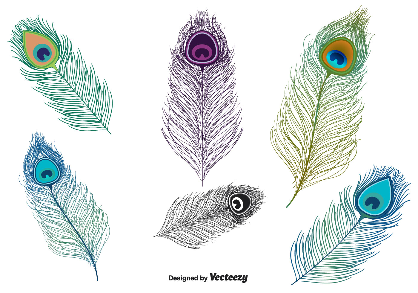 Peacock Feather Vector  97022 Download Free Vectors 