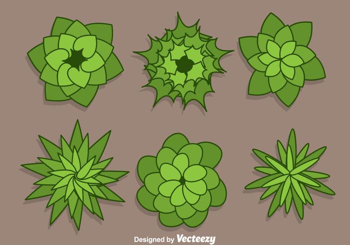 Plant Top View Vectors