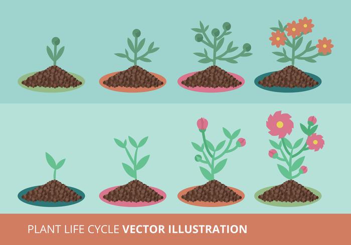 Ciclo de crecimiento de la planta Ilustración vectorial vector