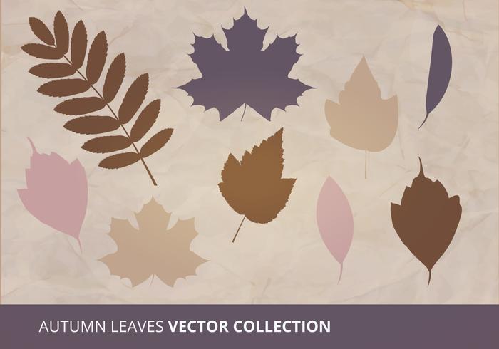 Colección de vectores de hojas de otoño