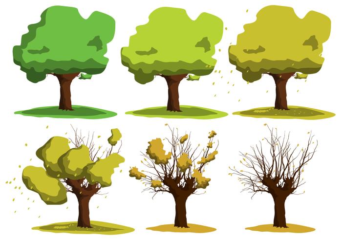 Cultivo de árboles de acacia vectores