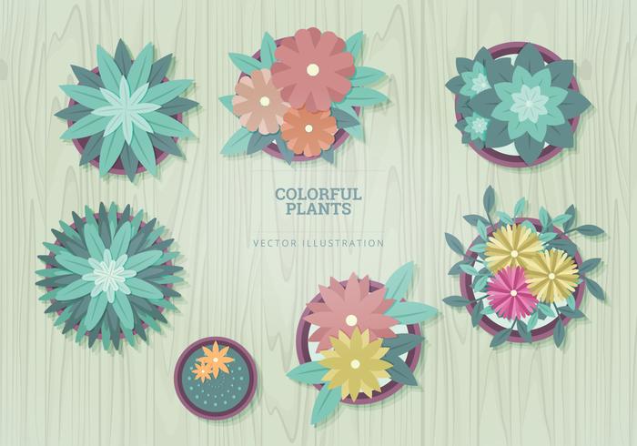 Plantas Ilustraciones Vectoriales vector